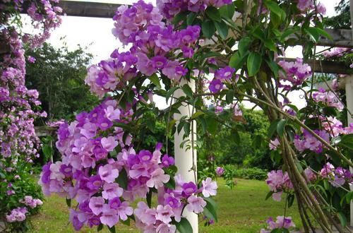 「寓意」养花就养“精品玫瑰”卡罗拉,红艳似火,寓意炽热的爱情!?