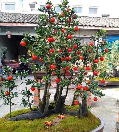 [植物]如何让金弹子多结果，只需做好这“4步”，硕果累累满枝头
