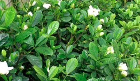 『黑黑的』栀子花花苞上黑黑的一层是什么病态?