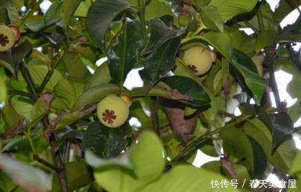  采摘■难怪山竹价钱那么贵，原来是种植采摘都比较麻烦，长见识