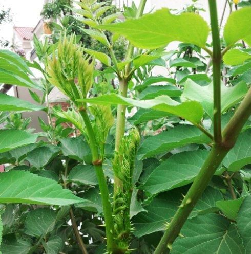 野生龙牙楤|有些人把龙牙楤木认为就是香椿苗，其实它们及其相似，但不一样