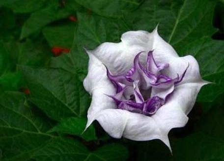  『碰见』外出散步碰见这四种花，一定要躲得远远的，不然后悔都来不及！