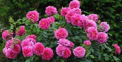  『光叶子花』“高端玫瑰”安妮公主，丰腴婀娜，芳姿耀眼，庭院养花首选