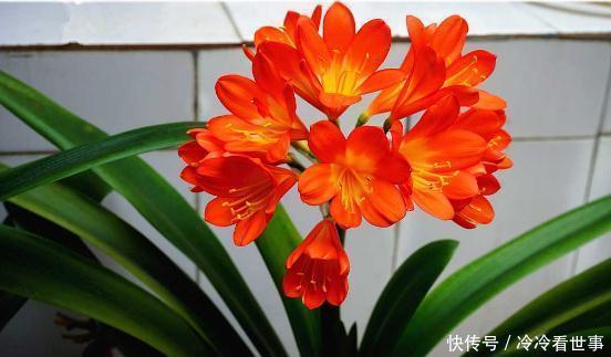  #叶绿花#大爷养君子兰，一罐罐的啤酒浇下去，10天后，叶绿花大，好漂亮