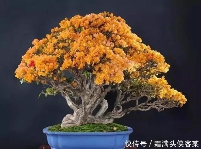  [栽种盆景]玩盆景，已成为当下追求高品质生活的一股潮流