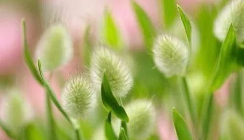  「偿命」4种美死人不偿命的小草，有一种因太美而受人践踏
