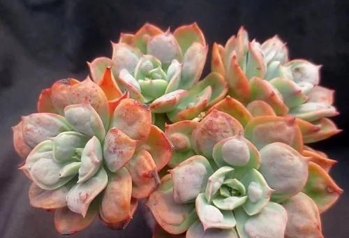  雨滴老桩■形状高贵的多肉老桩，费钱也要养几盆！