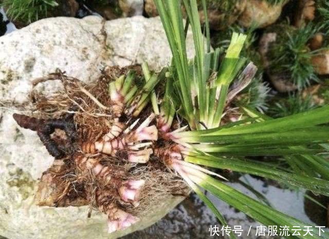  『花卉』有1种“野草”，生长在潮湿的小溪边，人称“石菖蒲”，有价值！