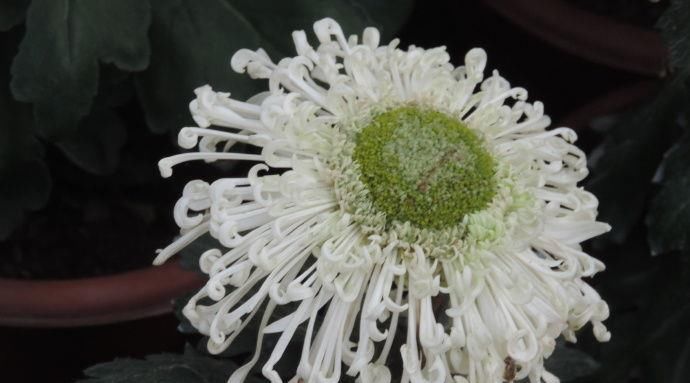  「蟹爪兰」喜欢菊花，就养盆“珍品名菊”淡粉千杯，似白色向日葵，清新典雅