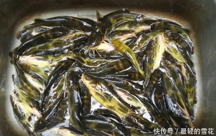  「钓得」黄颡鱼还是晚上钓得过瘾，只要方法用对，鱼口能好得停不下来