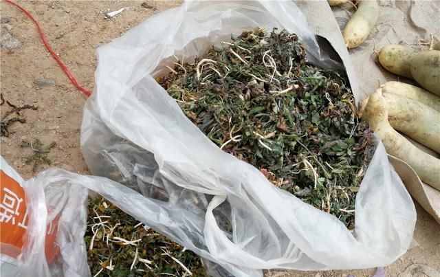  爷爷：农村变成了垃圾菜叶，给农民爷爷发了小金，镇上卖了15元