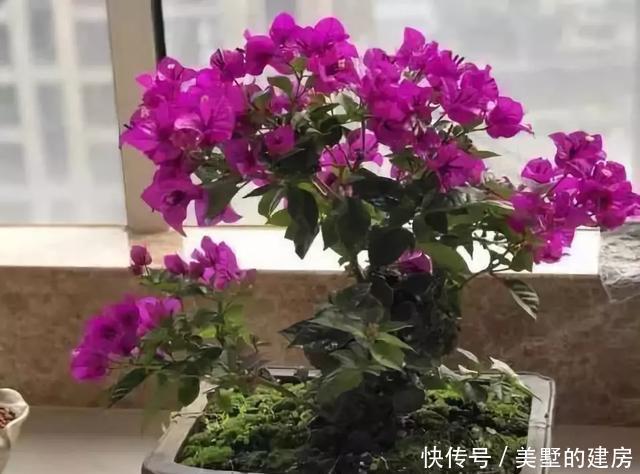 停歇|2种“开花机器”,一年300多天不停歇,养2盆,天天有花看,值
