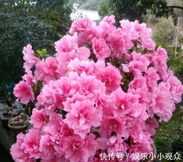 #开爆#大叔一盆杜鹃养6年,花开爆盆太美丽,大家都问他给花喂了啥