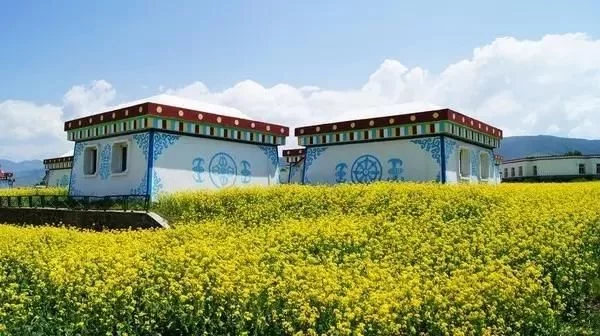 中国最美的油菜花海,油菜花逐渐“染黄”了神州大地