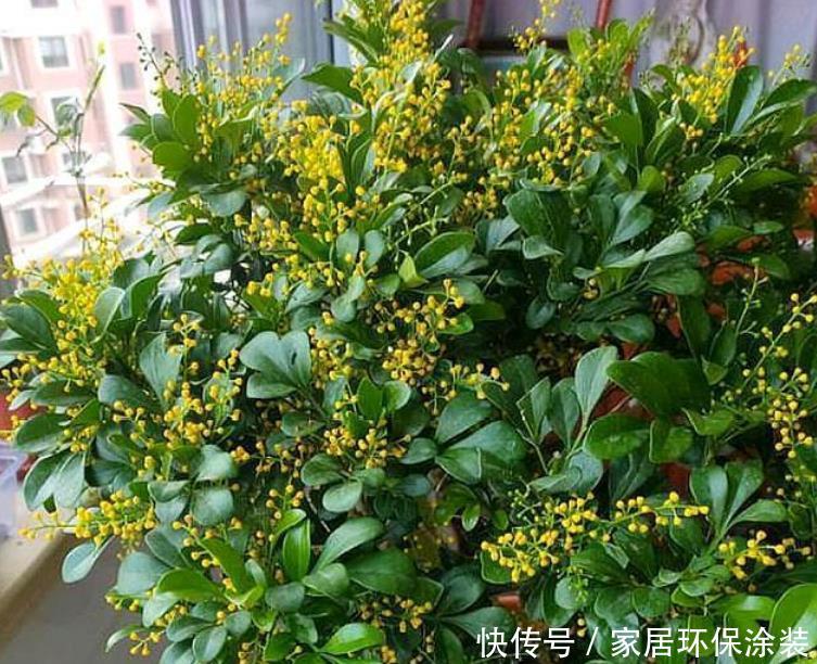  「舒适」“4种花”吸甲醛很厉害，养上几盆，室内甲醛没了，生活更舒适！