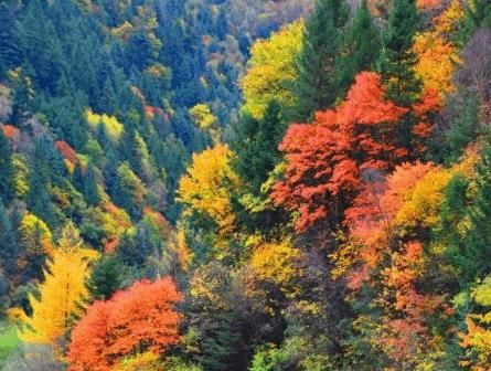 （建议收藏）私藏的红叶地，还不去看看？