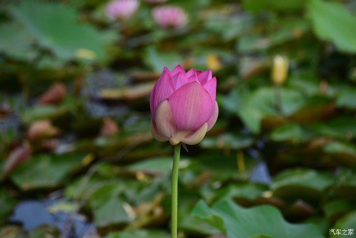 奥迪A6L，宝马X3，奔驰GLB，凯迪拉克CT5，不一样的新感受之九