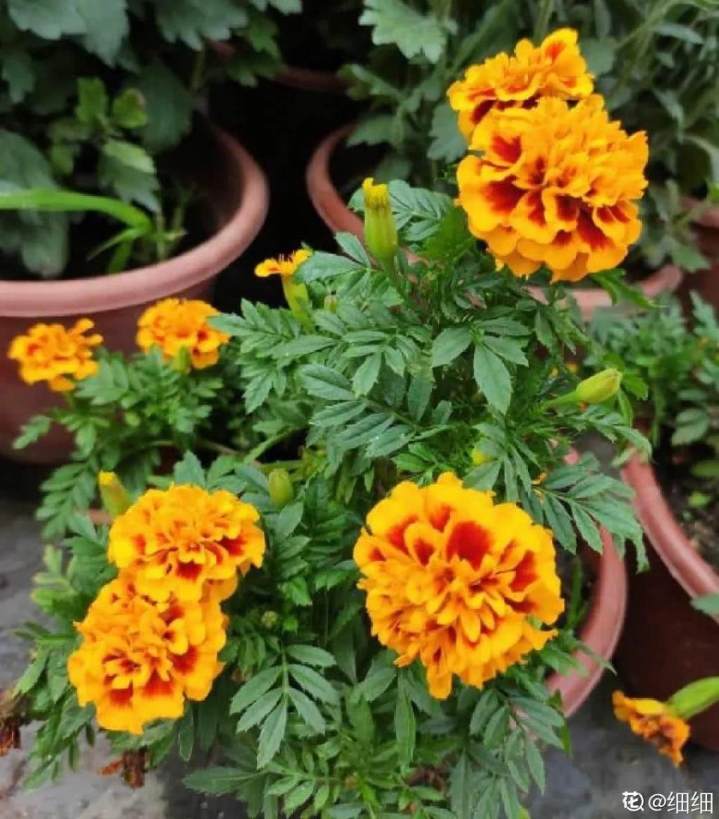  也可以：7种花插土里，立马长满院子，蚊虫不敢靠近！