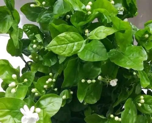  「盆以后」实例分享茉莉花的翻盆过程，照着做保证茉莉花服盆快，有图有真相