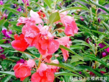  [指甲花]喜欢在家中养花卉，就选花色鲜艳，花期长，开花量繁多的3种花卉