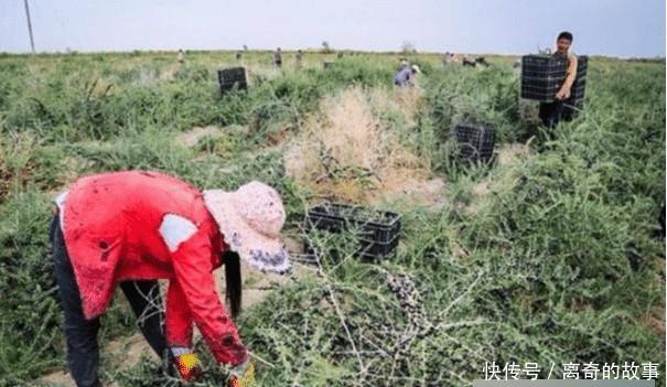 曾经千元一斤不愁卖，现在20元都很难找到销路，“黑金”神话破灭