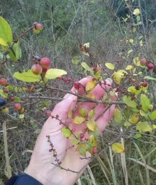 农村一种植物是麻雀筑巢地，药用价值更珍贵，市场30元1斤