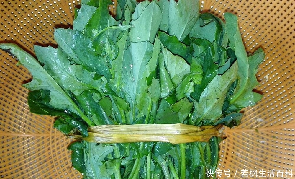 农村路边一种野草，少有人知它是上佳野菜，如今10元一斤成稀罕货