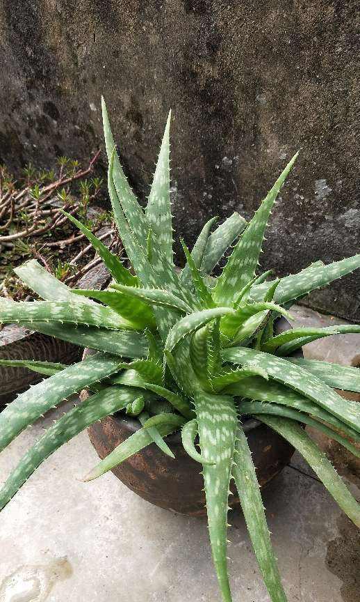  「种花」9种花，不能多浇水，水一多就烂根