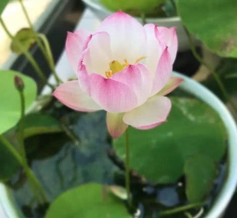  『适合』5种花不用管也能开爆盆，最适合懒人养，年年开花不断，美翻天！