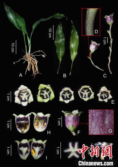  『抱蛋属植物』中国科研人员发现老挝植物新种——紫斑蜘蛛抱蛋