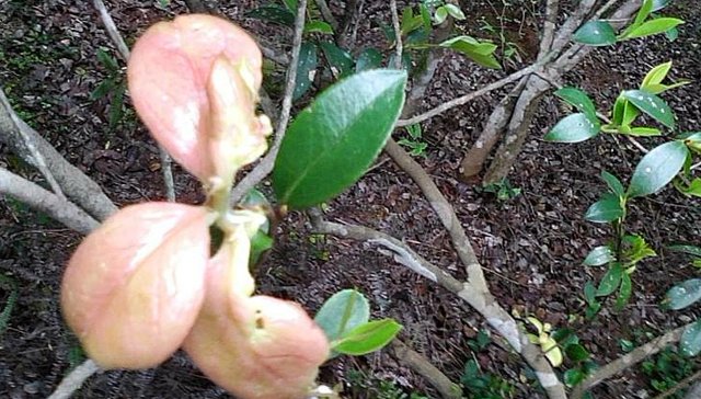  #植物#它因外貌奇特，常被农民摘掉，殊不知，当今如此的珍贵