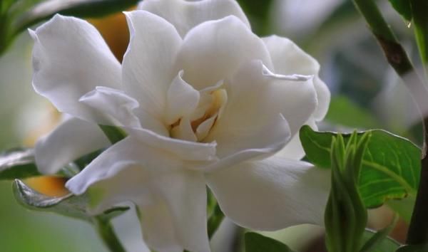  #花友#喜爱栀子花的花友不少，几乎都遇到过黄叶，但水黄和旱黄要区分