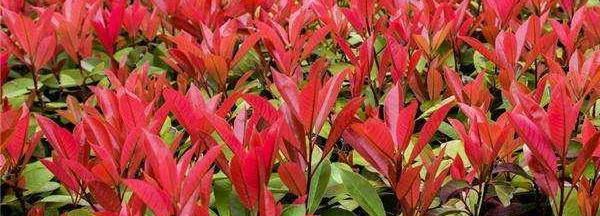  『枝条』红叶石楠扦插技术