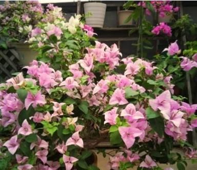 『三角梅』养三角梅,做错“3件事”,它会一直“装菜”,光长枝条不开花