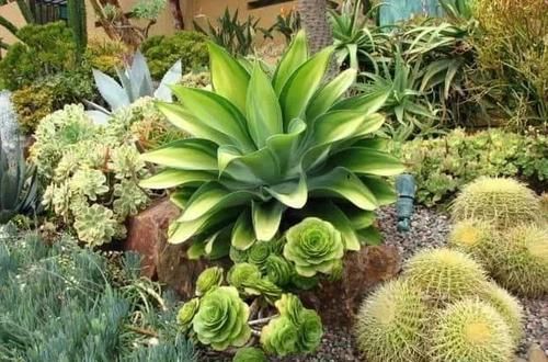  「室内」这些特耐旱的盆栽植物，养室内干旱几周都不会挂