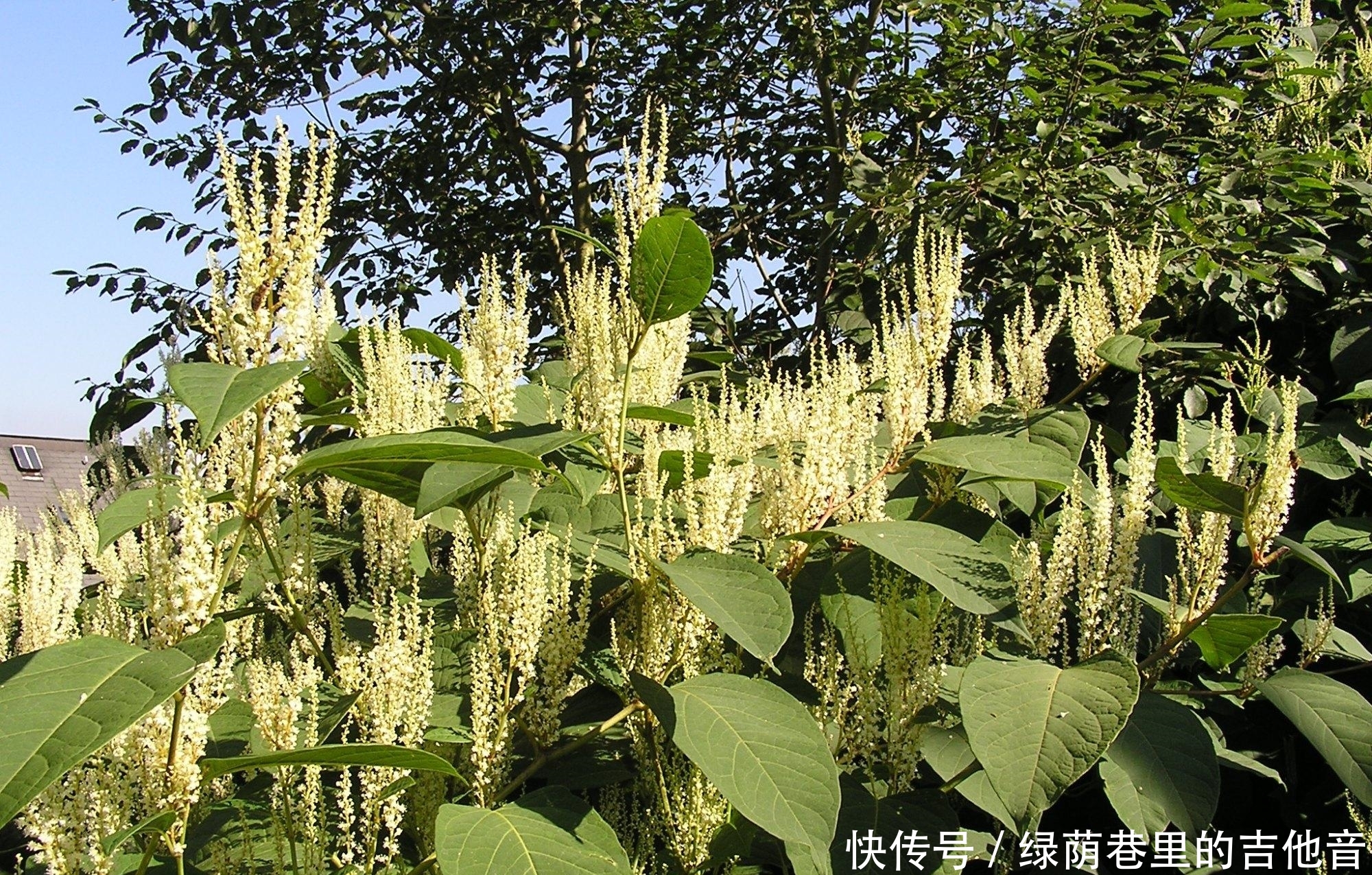  「中国」日本虎杖是一种很强的入侵植物，为什么没有在中国造成