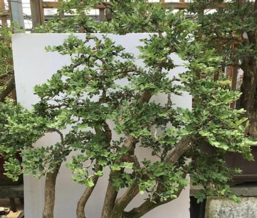 【枝条】茉莉花、绣球花,也不如2种“盆景树”,茎干、枝条好看,价值高