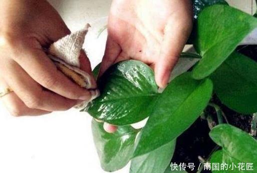 『肥美』吊兰、绿萝怎么养长得旺?水培、土培遵循5点,枝叶繁茂、肥美