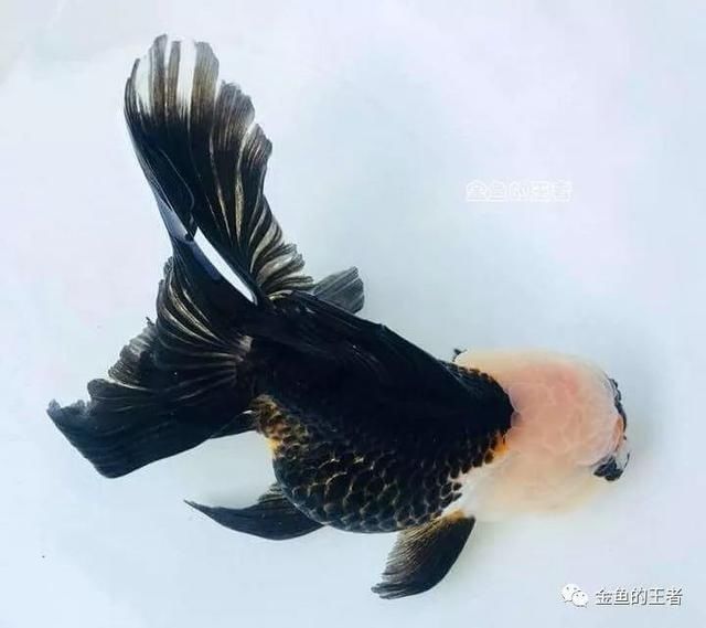 『养金鱼就』文化 | 中国人养金鱼,就为了这四个字