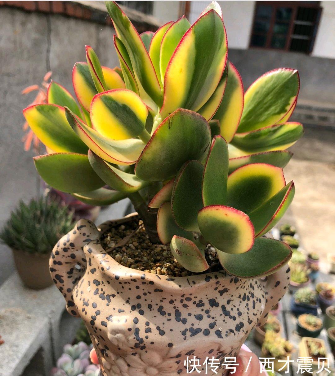 夏季|谁说夏季多肉必丑?这几种多肉夏季“叛逆”,状态反而越更漂亮!