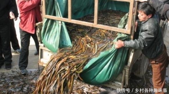 农民这种地方养黄鳝, 二个月后收入数万, 估计没人敢吃!