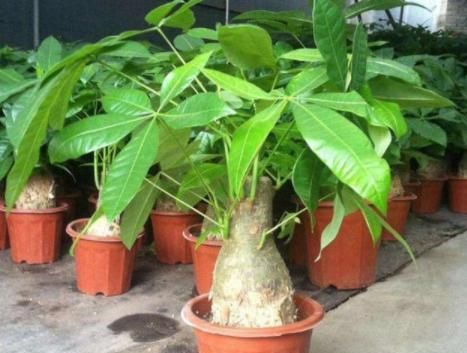  #种植#'人怕伤心，树怕伤根'，种植发财树有讲究，这样操作健壮发芽多