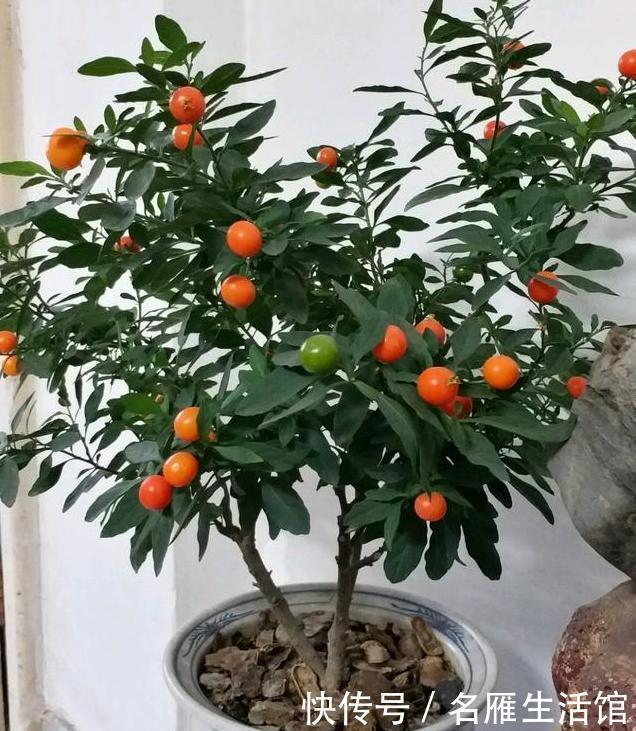  特别|这3种花，物美价廉颜值高，养护简单易爆盆，特别适合新手养！