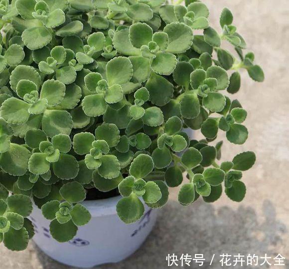  香味@小型绿植碰碰香，放在玄关上，出门“摸一摸”，全身都是香味
