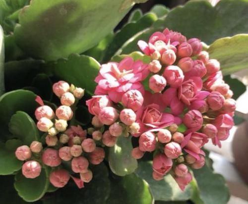  #长寿花#窗台可以放“1种花”，养2年，剪下“6根”枝条沾水，繁殖6盆！