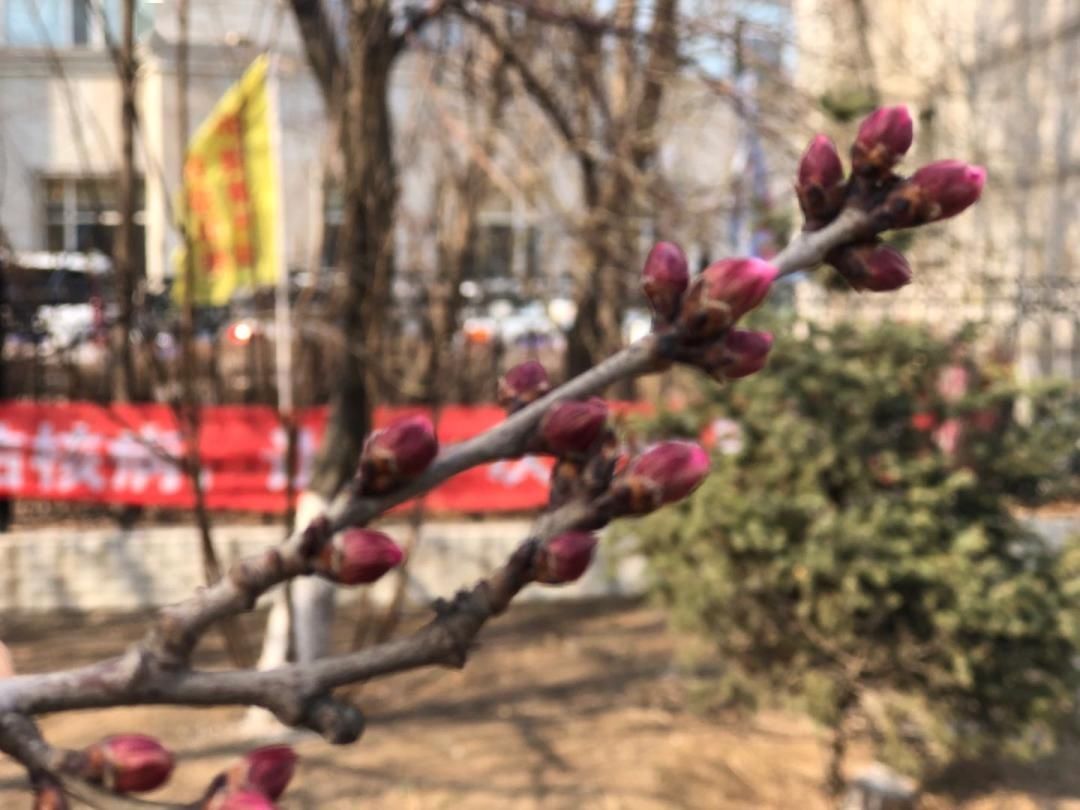 蹿到：@长春人，明天可以穿短袖喽！最高气温蹿到了21℃…