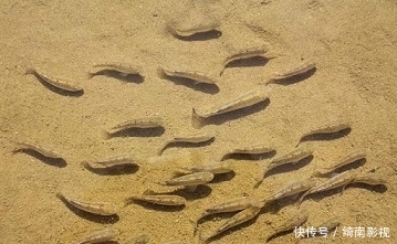 世界上生命力最顽强的鱼，在沙漠挣扎了上万年