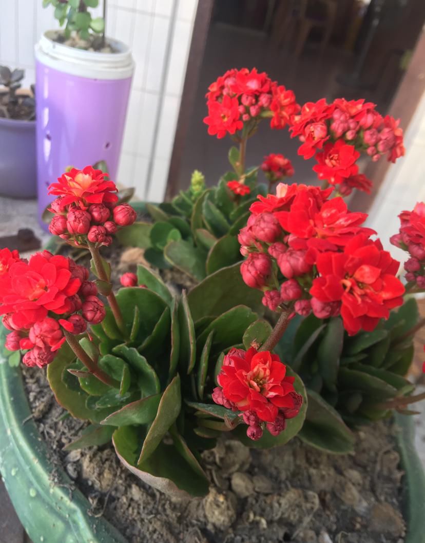  [温度]这花远看像长寿，近看像玉树，还能开出5色花，真神奇