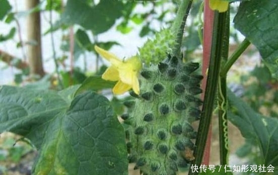  #味道#农民种植长相丑陋的水果，营养价值高味道好，食用价值高