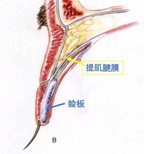 双眼皮“黄金不败宽度”来了!某璐要是早看到也不至于割完眼皮又